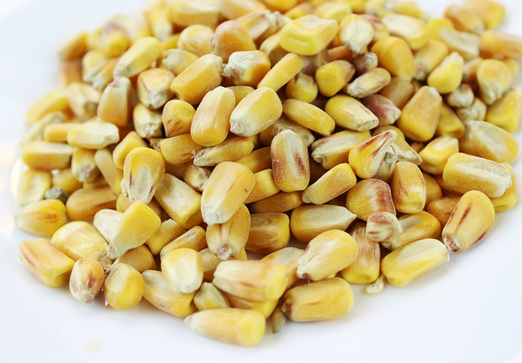 3 метода сушки кукурузы. Опыт украинских элеваторов