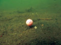 10 Мифов, развеянных подводными съемками