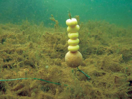 10 Мифов, развеянных подводными съемками